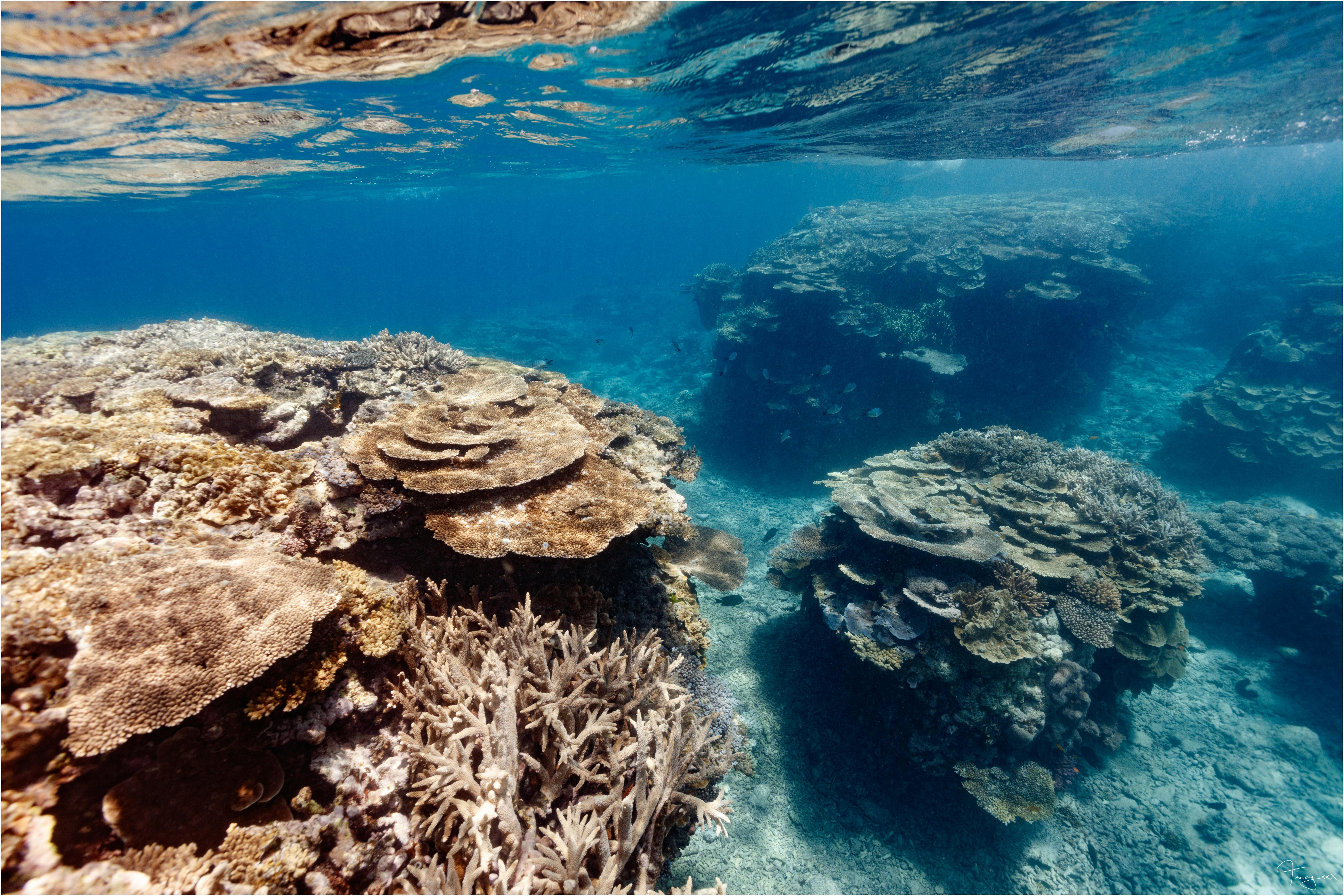 Lady Musgrave Island Dive Sites