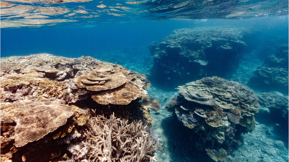 Coral reef at Lady Musgrave Island