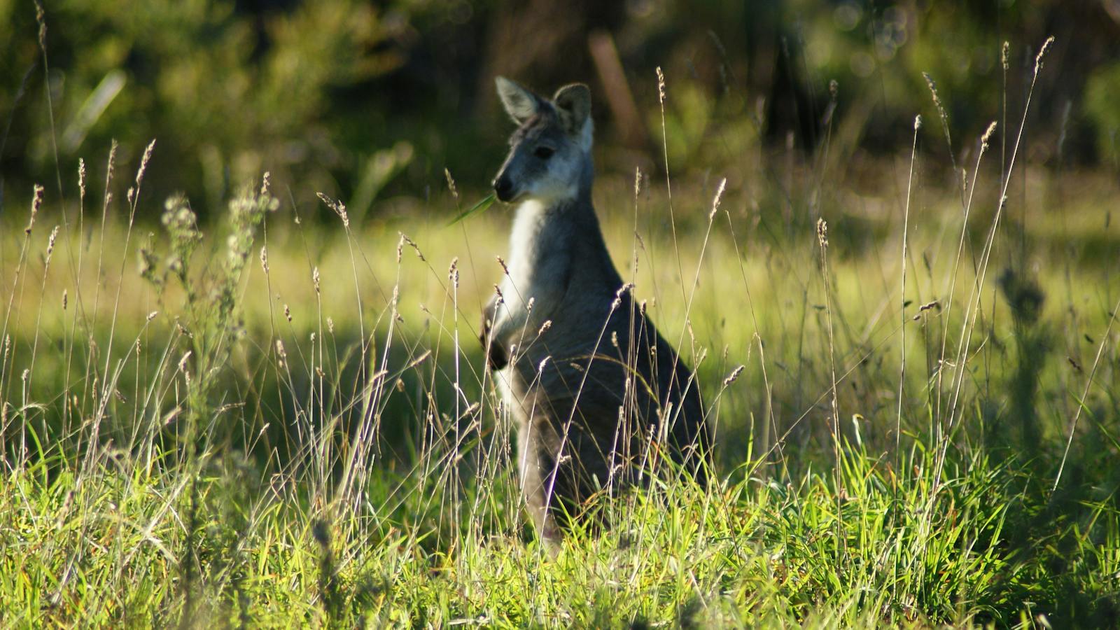 Roos