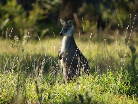 Boutique Wildlife Tours