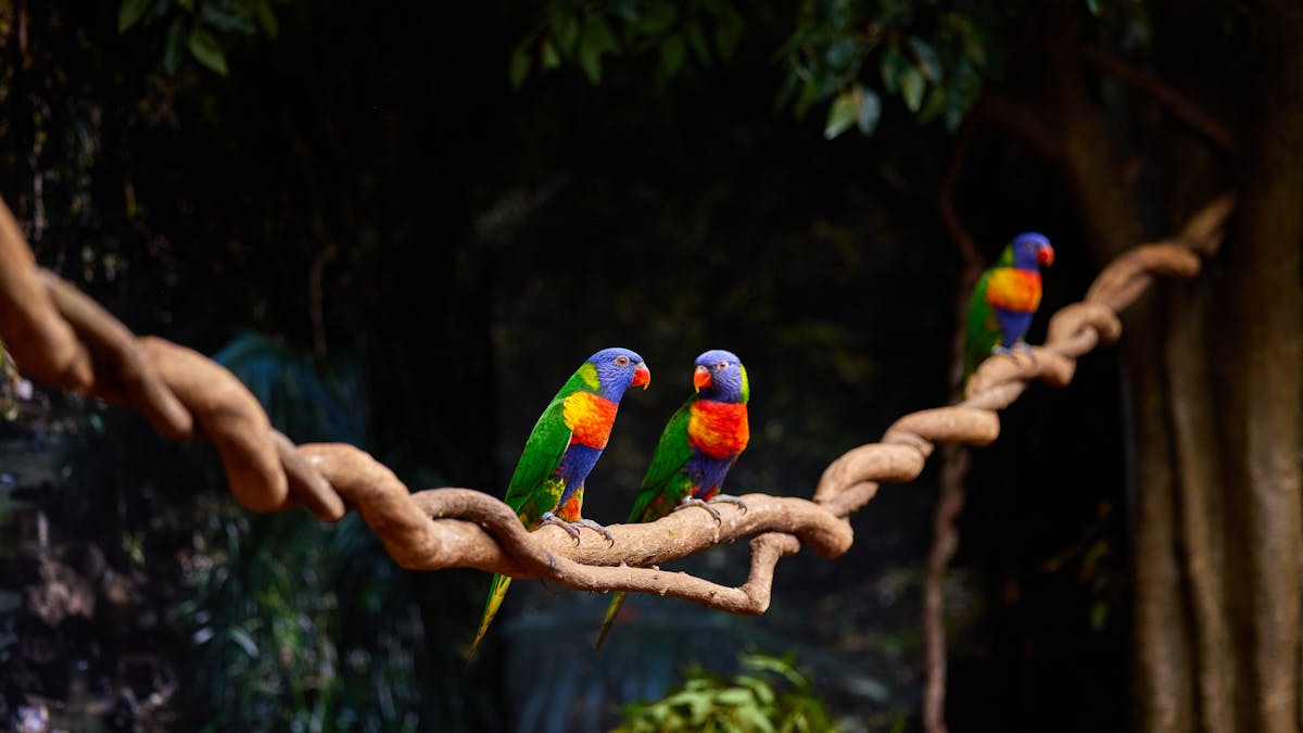 3 Rainbow Lorikeets perched on hanging branch inside rainforest exhibit , Cairns Koalas & Creatures