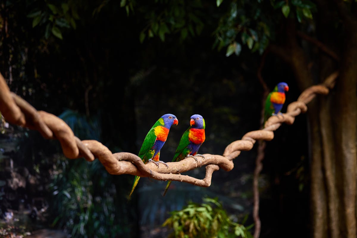3 Rainbow Lorikeets perched on hanging branch inside rainforest exhibit , Cairns Koalas & Creatures