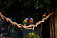3 Rainbow Lorikeets perched on hanging branch inside rainforest exhibit , Cairns Koalas & Creatures