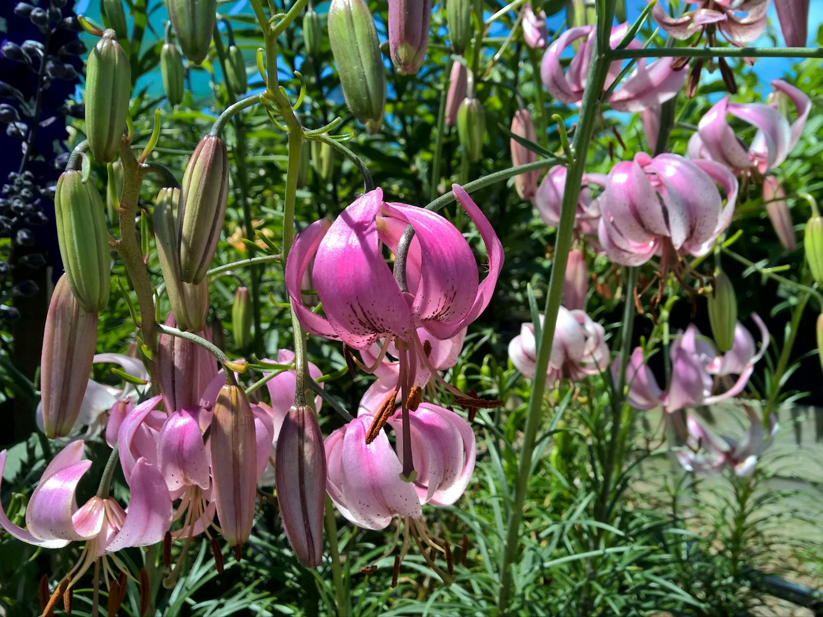 Asiatic Hybrid Lilium