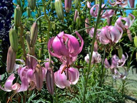 Asiatic Hybrid Lilium