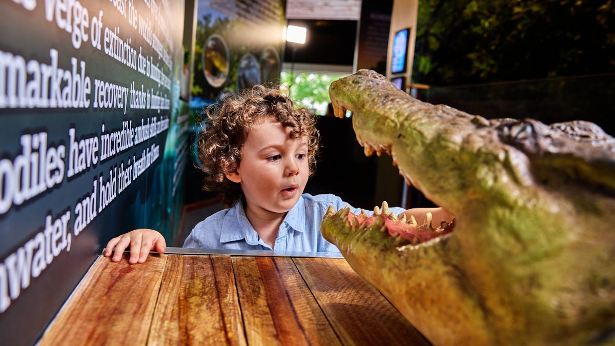 A young child touching the teeth of a Saltwater Crocodile model in a mangrove exhibit.