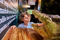 A young child touching the teeth of a Saltwater Crocodile model in a mangrove exhibit.