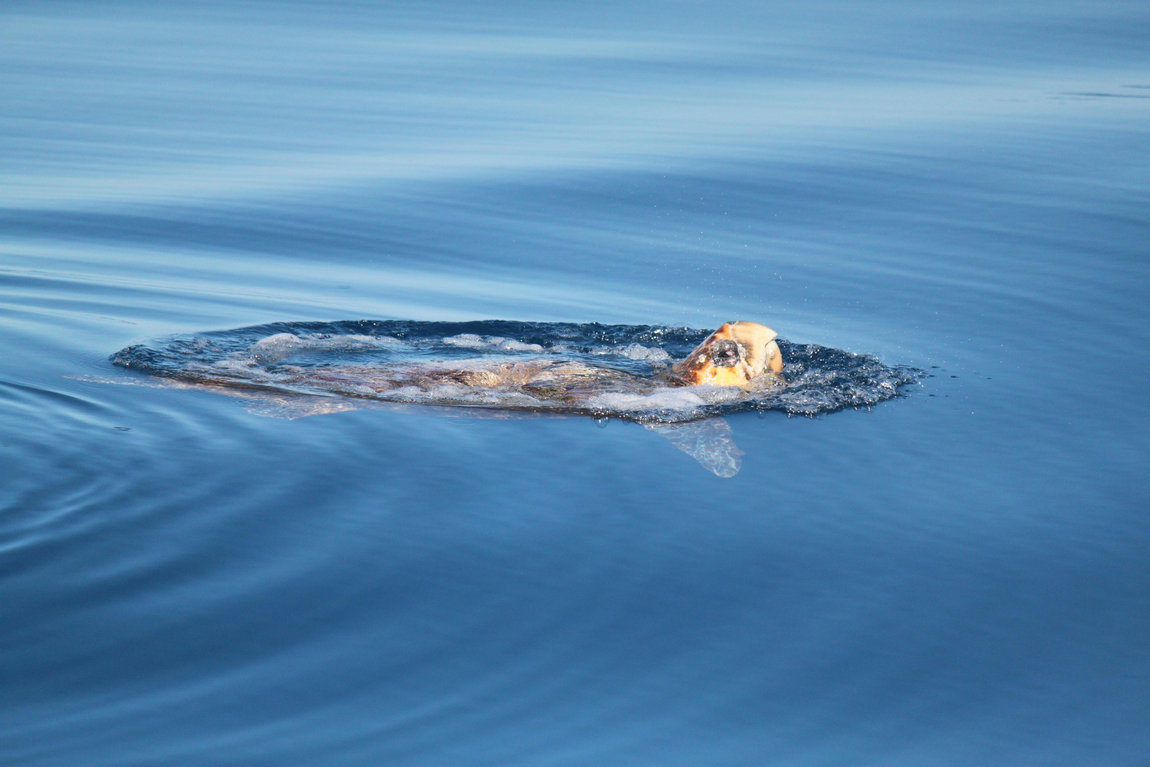 Turtles often come over to say hello