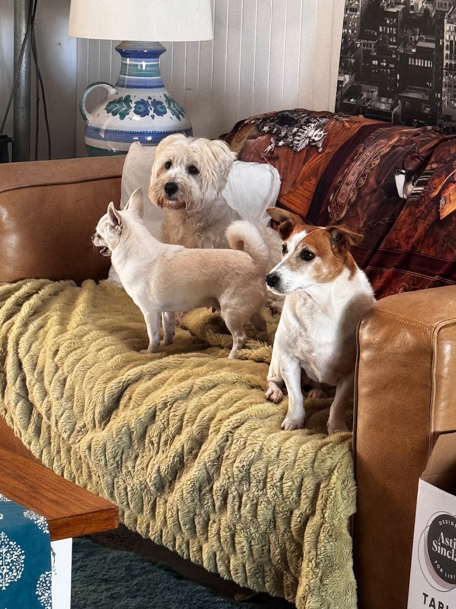 Dogs on lounge