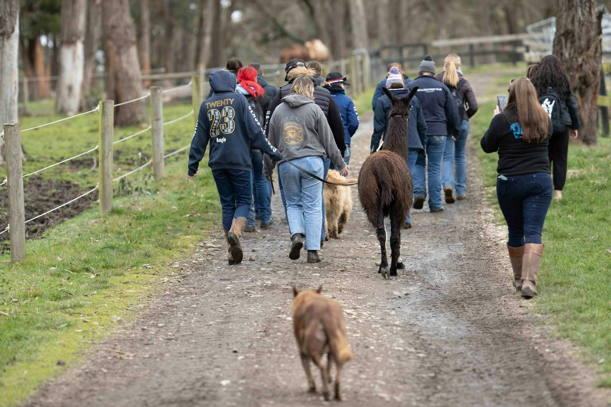 Horse Shepherd Walking Tours