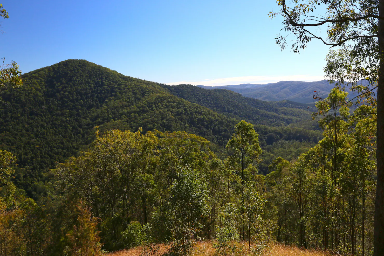 Forest clad mountainslie under bright blue skies with trees in foreground.