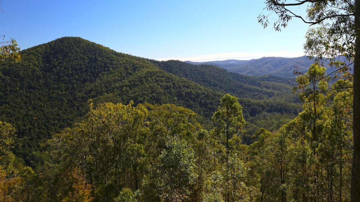 Forest clad mountainslie under bright blue skies with trees in foreground.