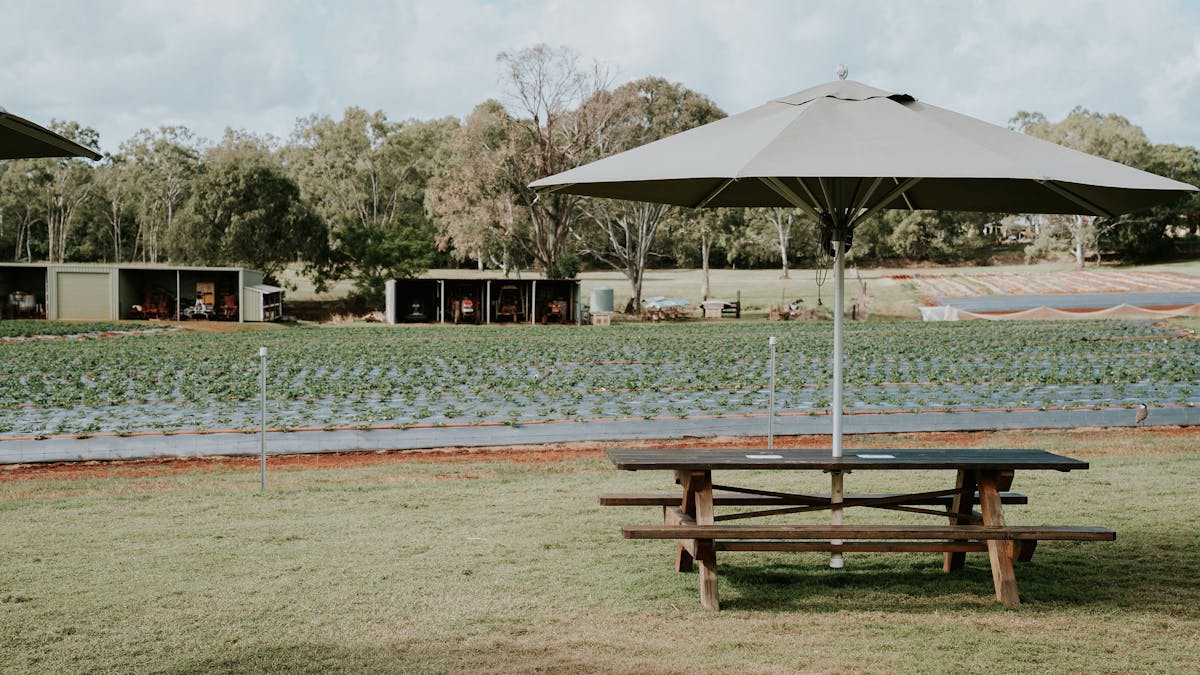 Picnic table on the lawn overlooking strawberry fields