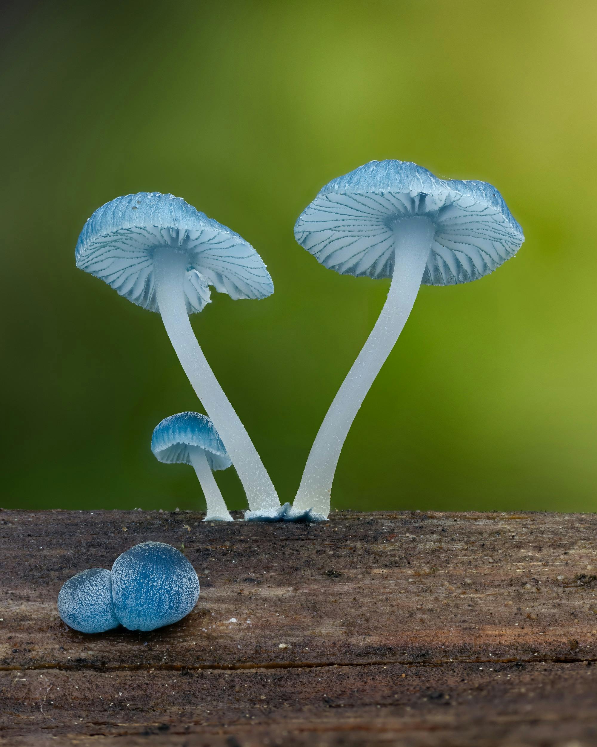 Fungi in the forest