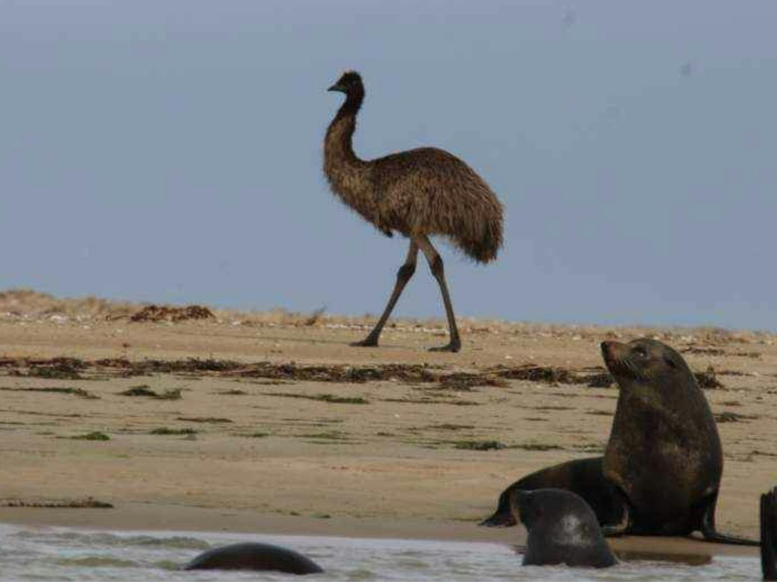 Canoe The Coorong Emus and fur seals enliven outdoor adventures Day Trip