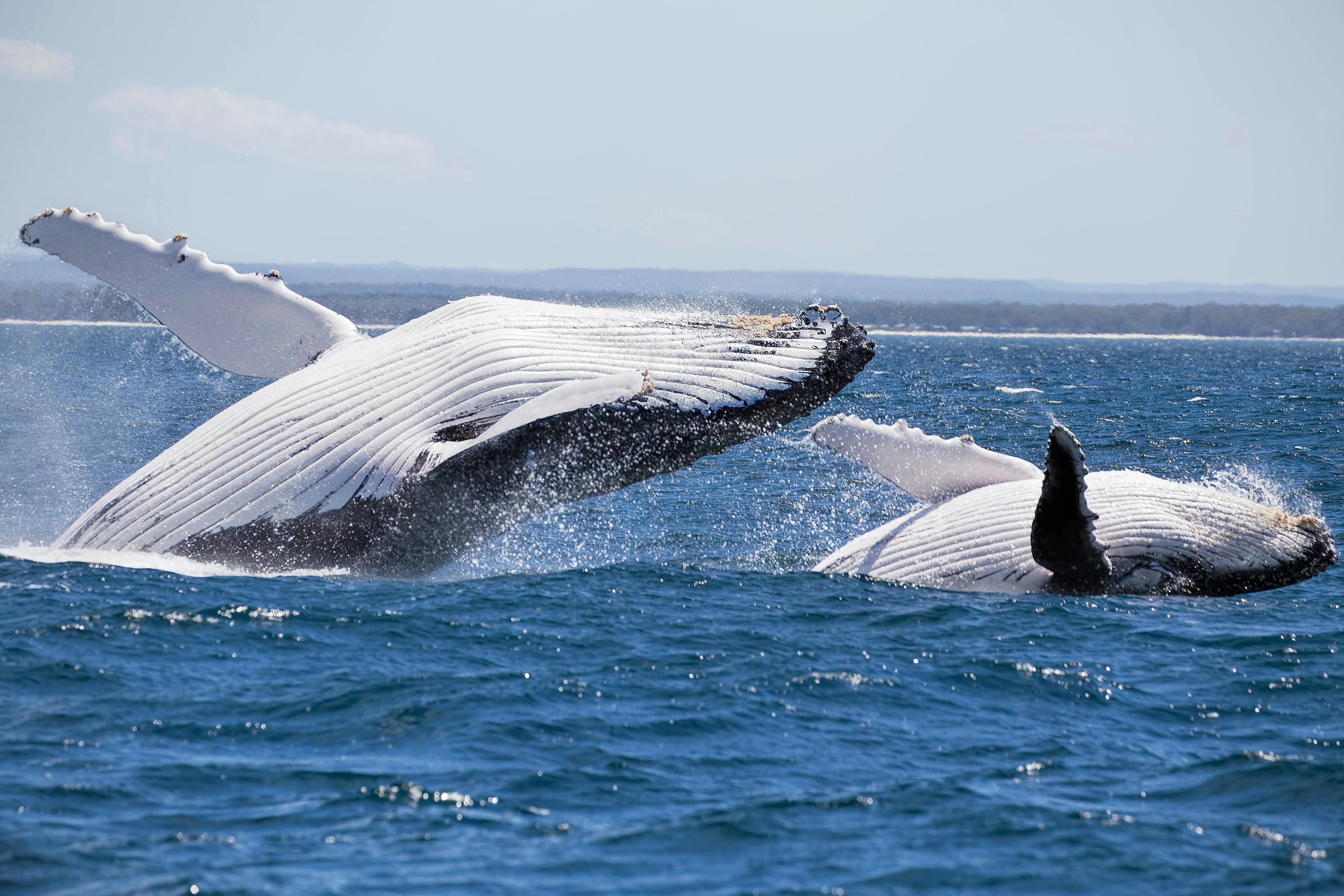 Mother and Calf breaching inside Jervis Bay against the backdrop of white sandy beaches.