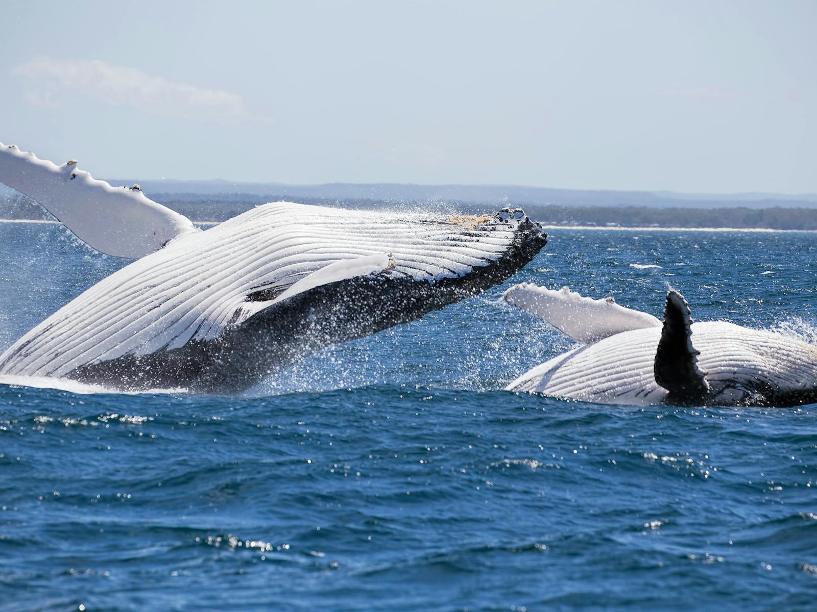 Double Breach (Mother and Calf inside Jervis Bay)