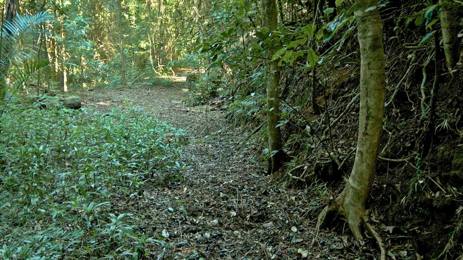 Mount Matheson Loop