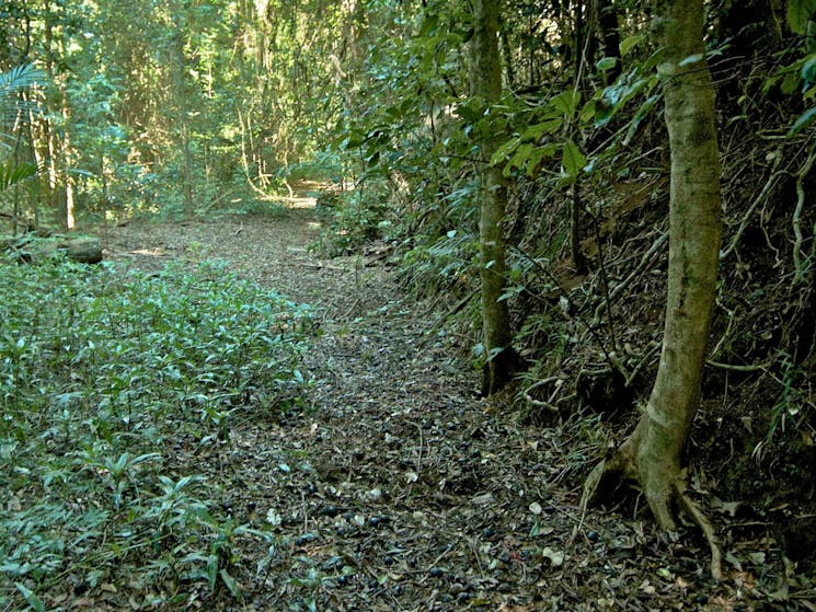 Matheson Loop Walking Track, Nightcap National Park. Photo: John Spencer