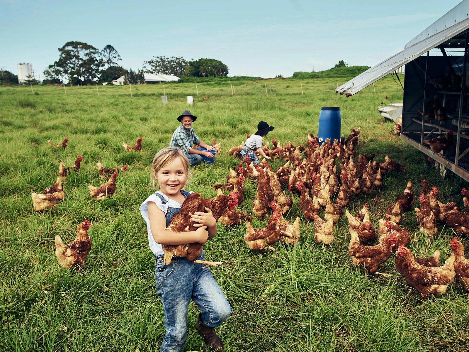 Young girl in overalls cuddling an orange chicken