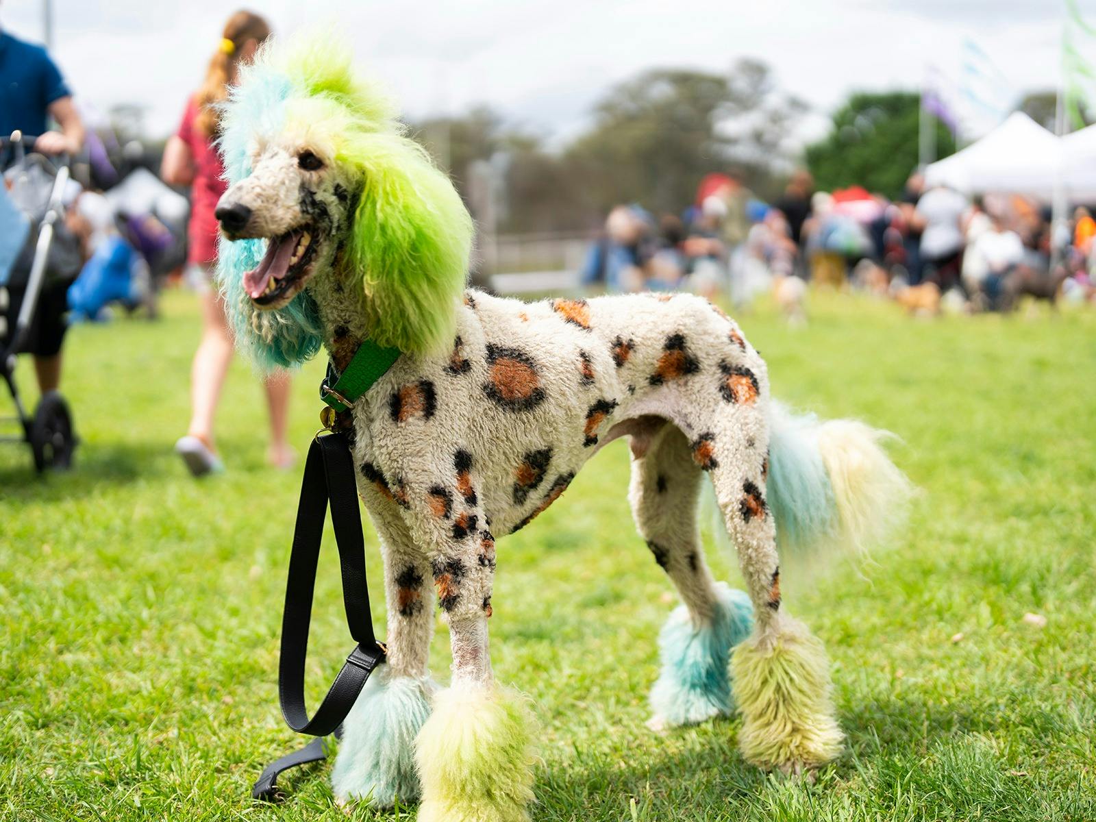 Blacktown City Pet Festival