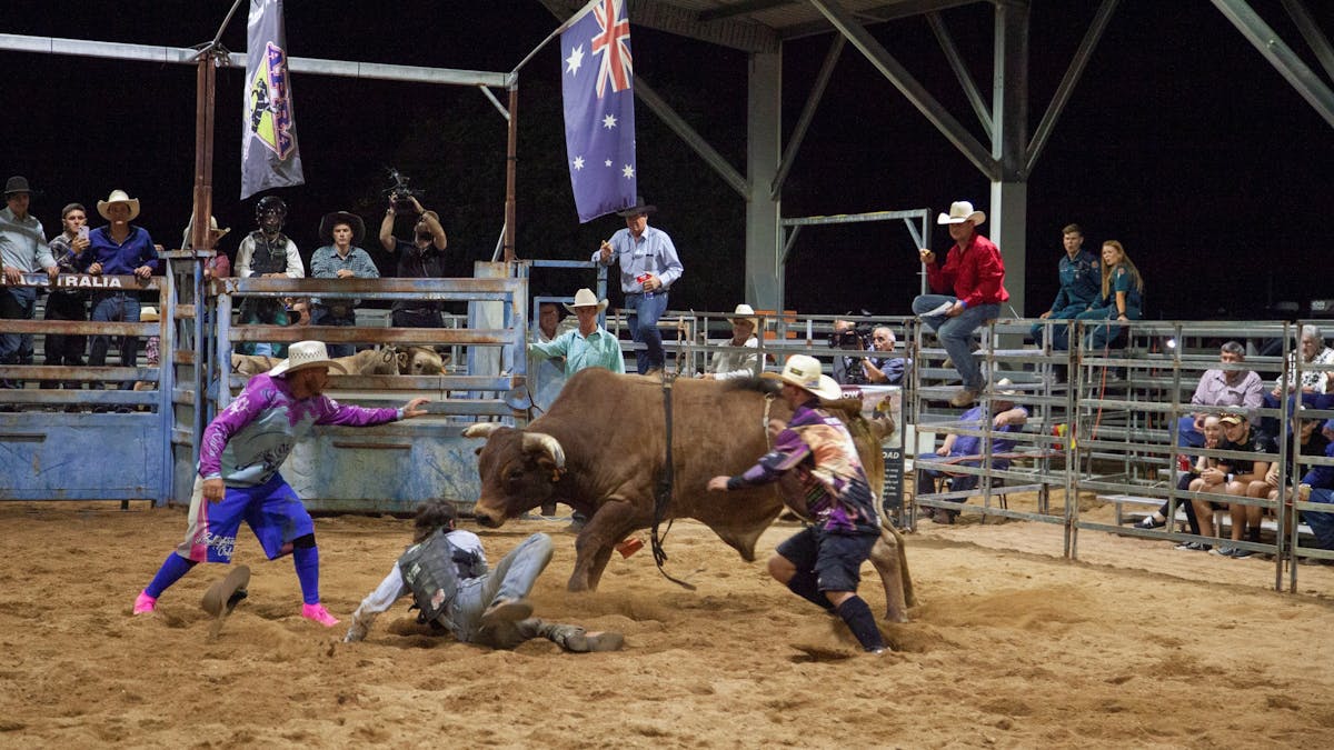 Cowboy falling off bucking bull Cowboy falling off bucking bull