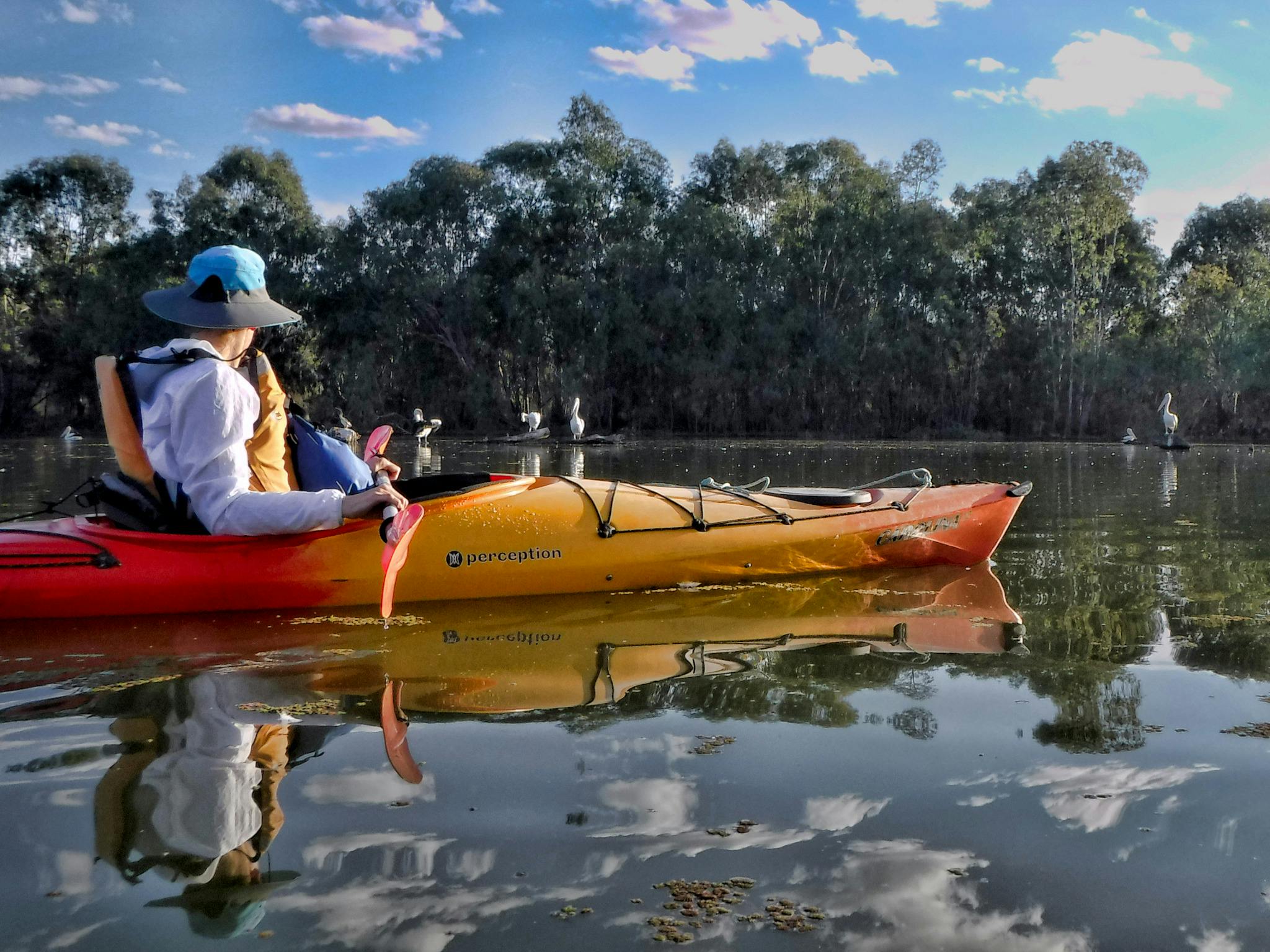 Say Hi to the pelicans.