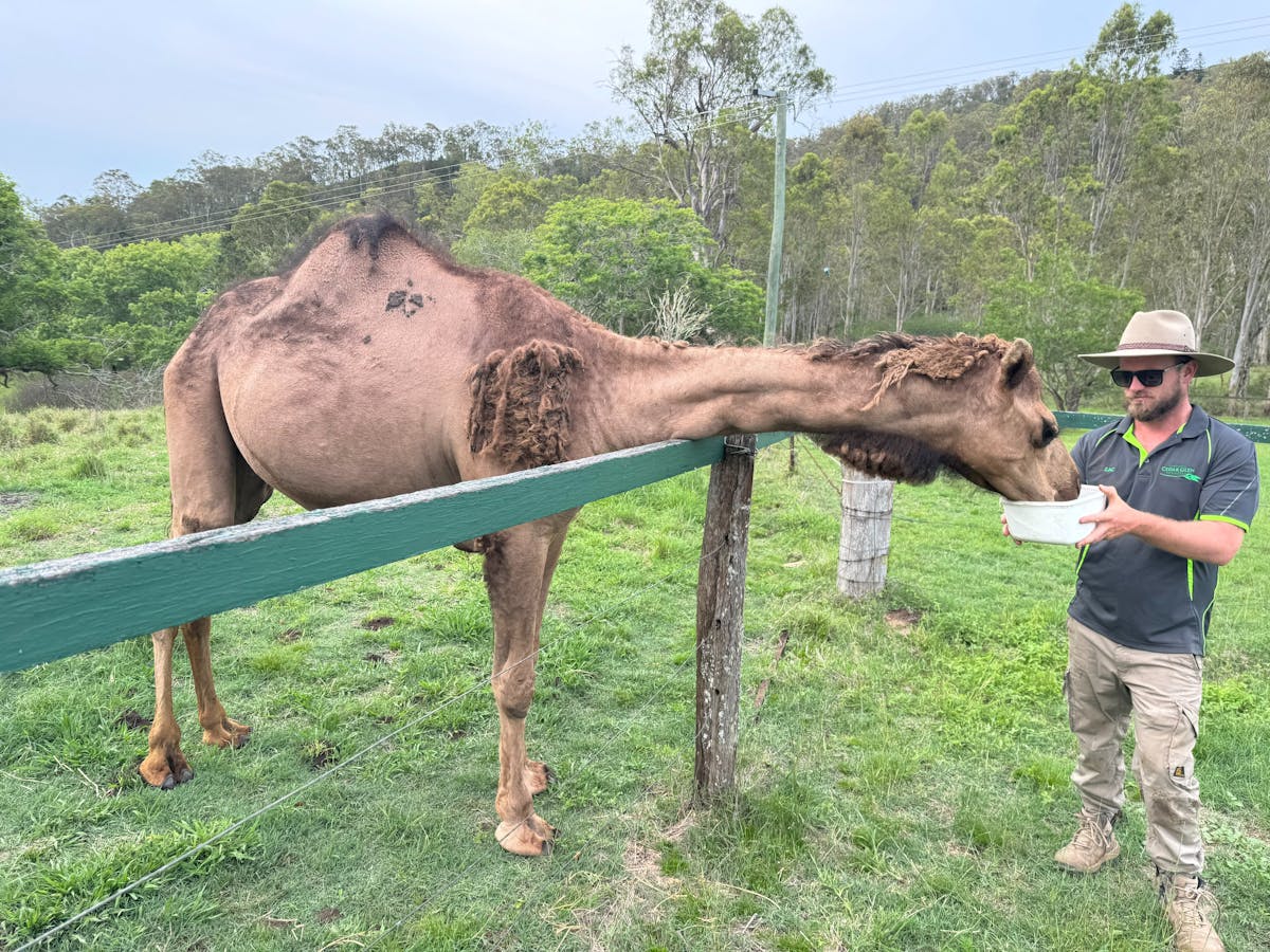 Camel