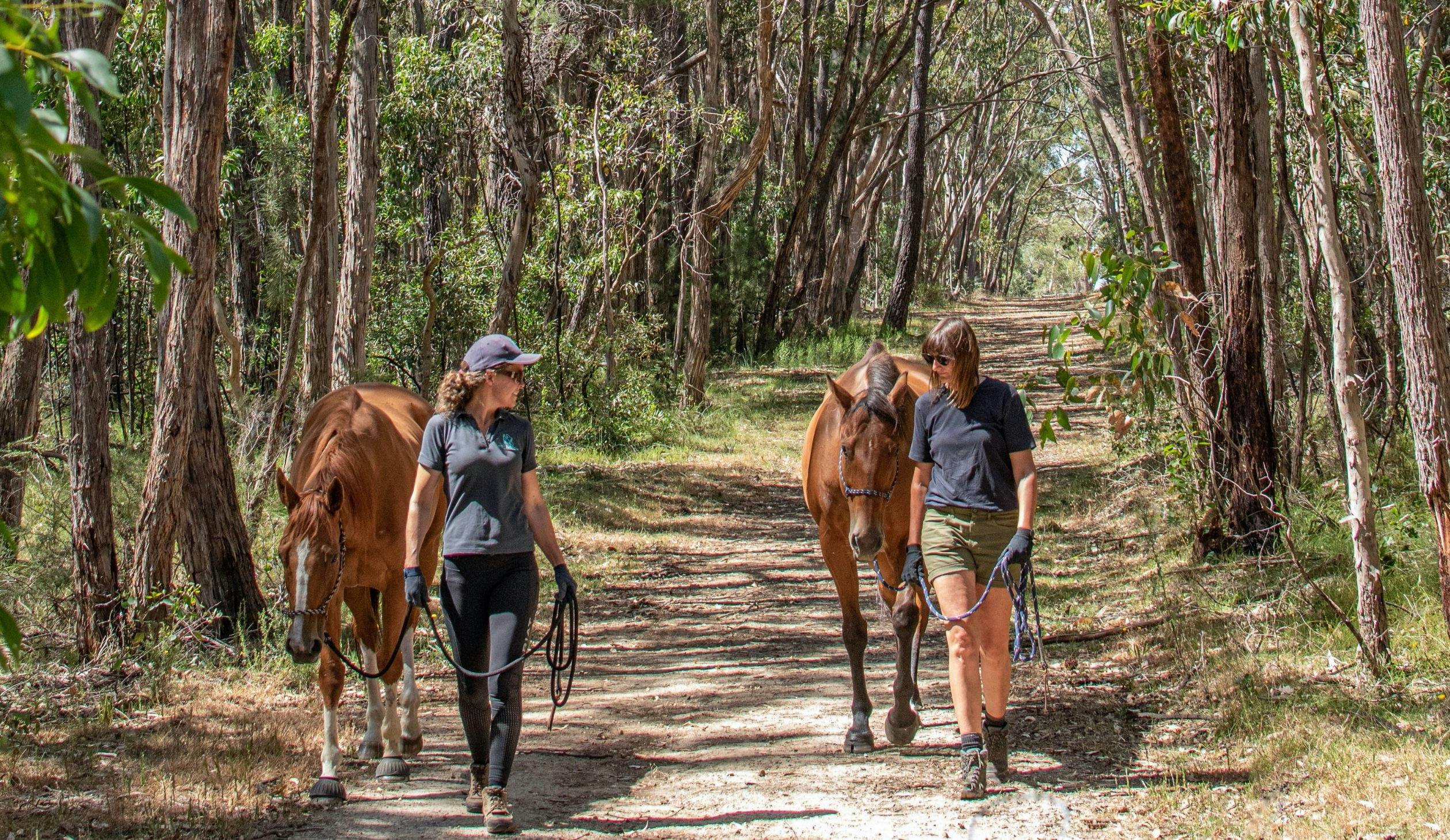 Walking with Horses in nature, an Australian first in wellness