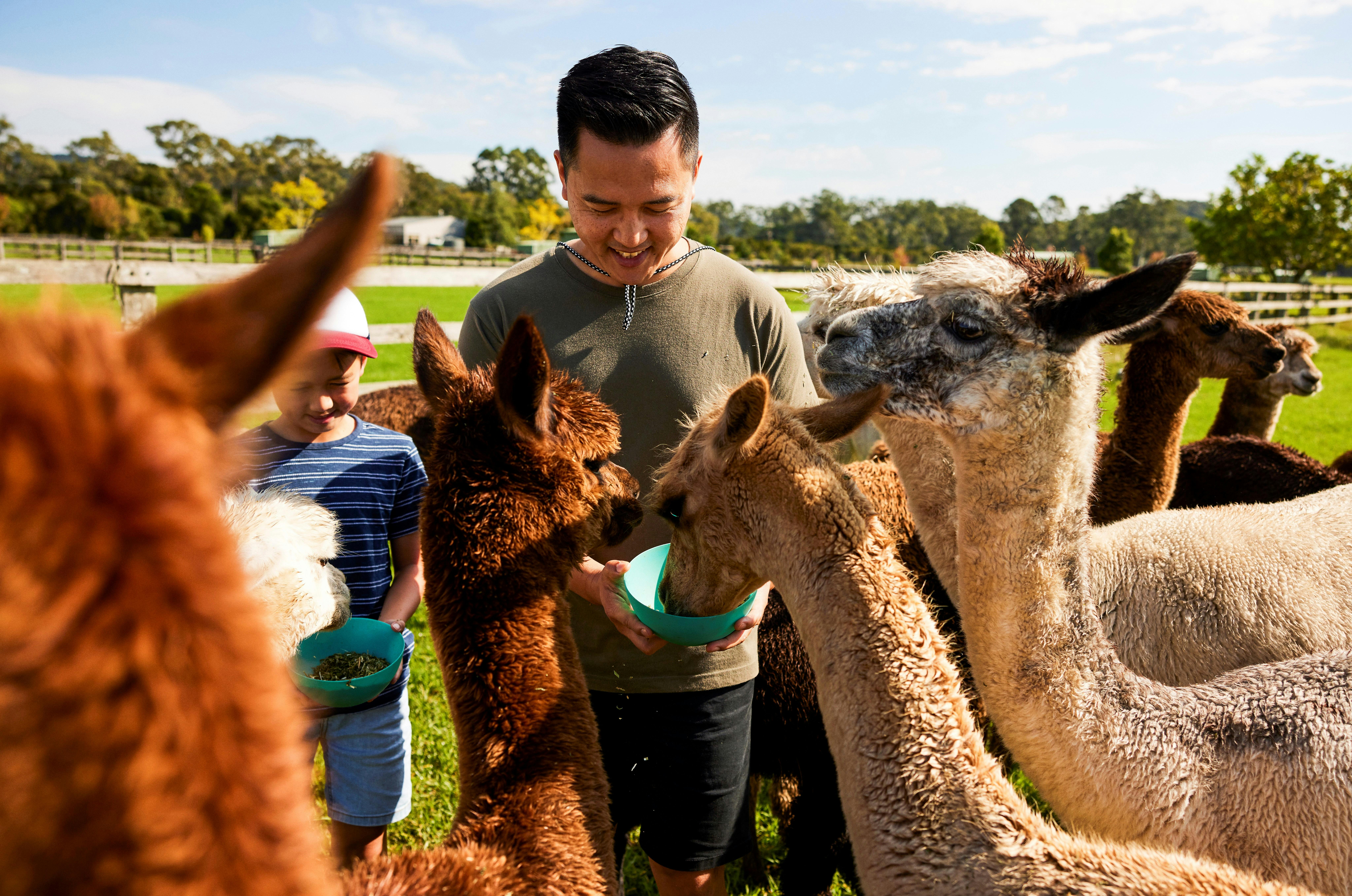 Alpaca tours