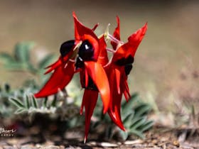Master macro photography with iconic Australian wildflowers in the outback.