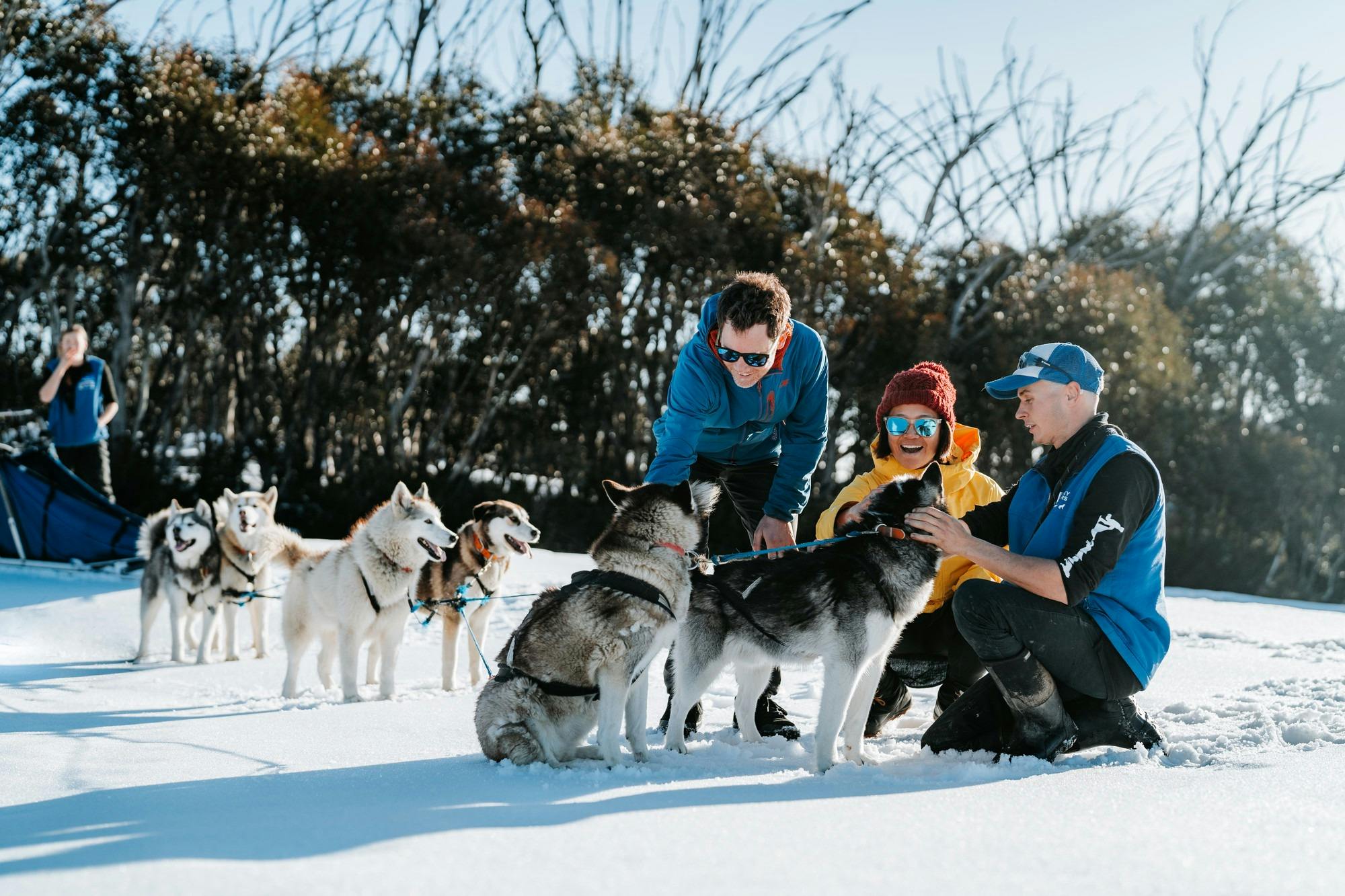 Huskies at Mt Hotham