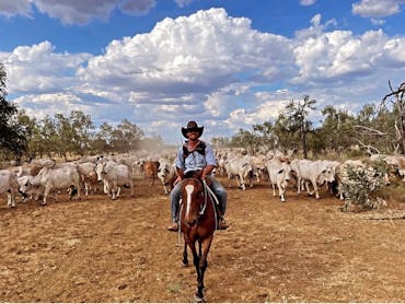 Cattle Mustering