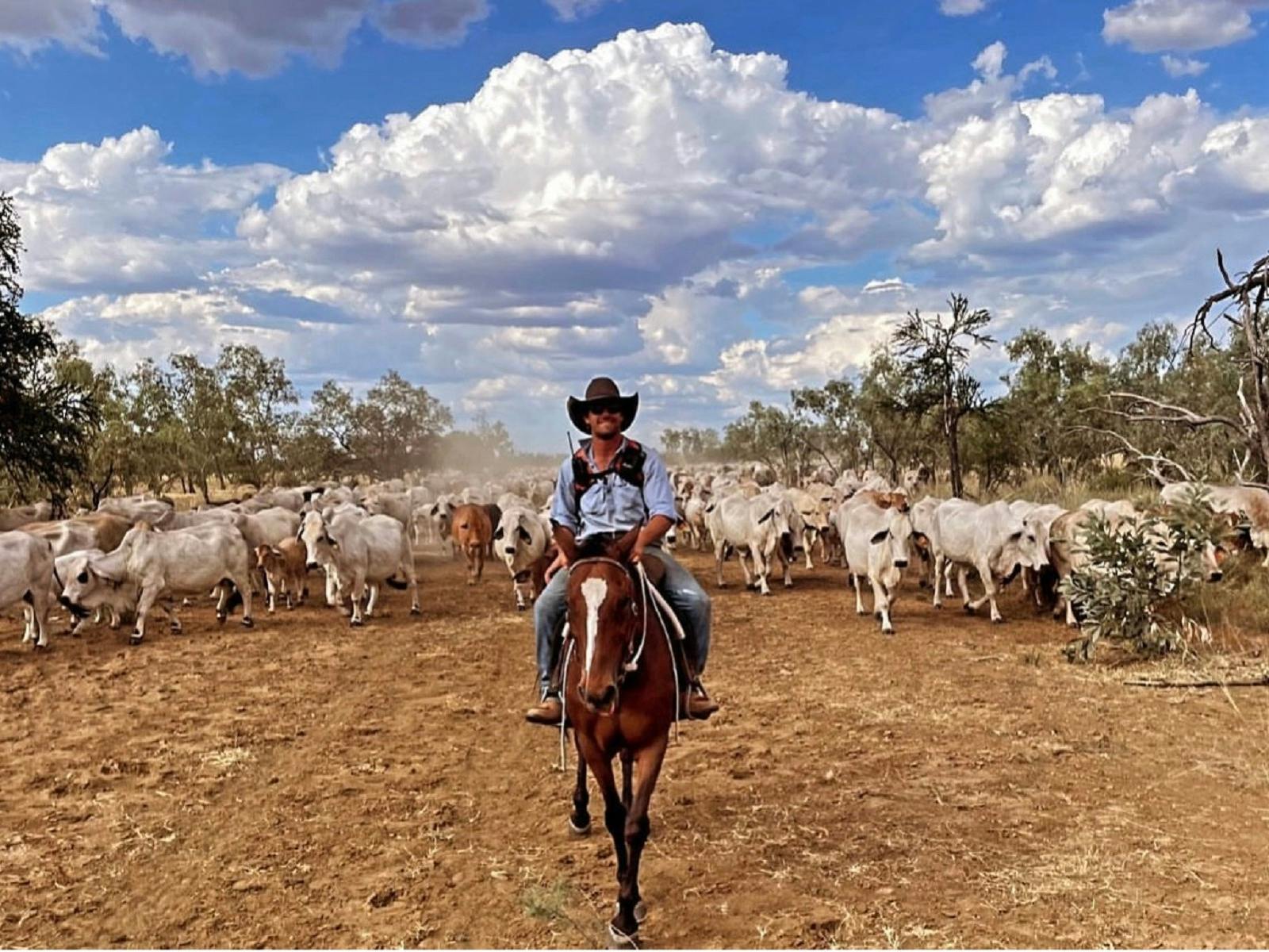 Cattle Mustering Cattle Mustering