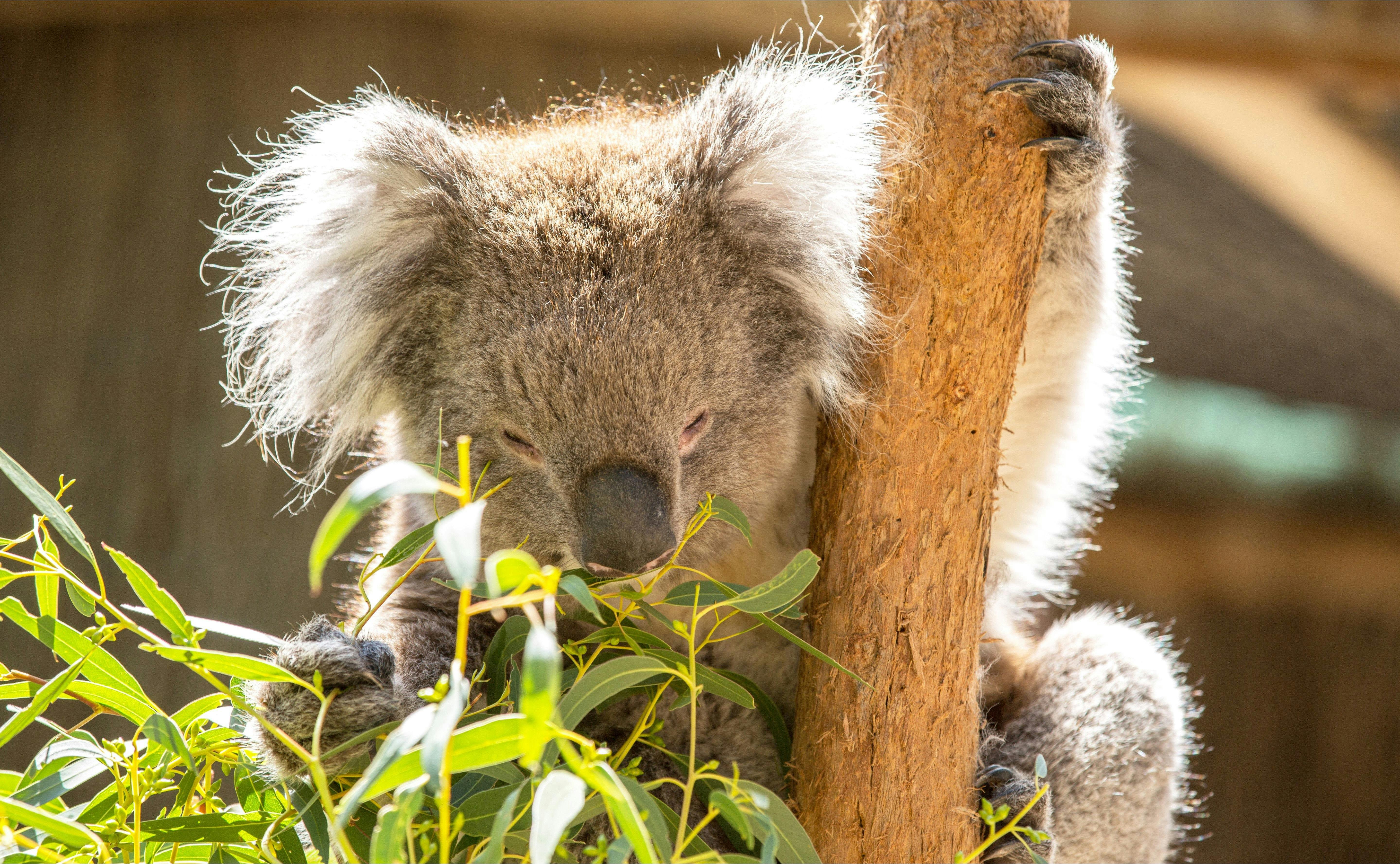 Koala in a gum tree at Cleland Wildlife Park