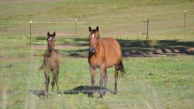 Brisbane Valley Rail Trail: Ipswich to Fernvale