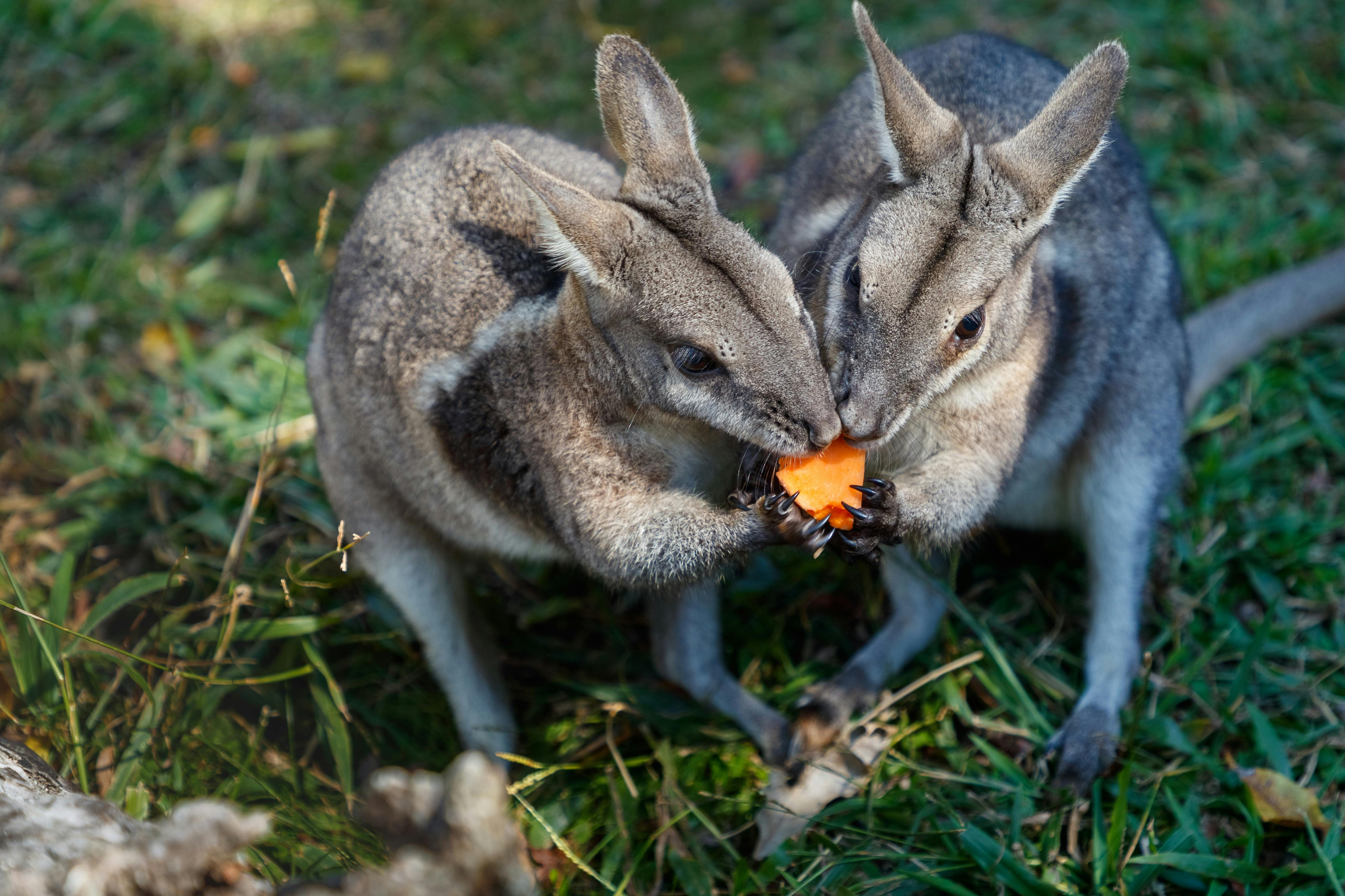 Fleay's Events and Cafe