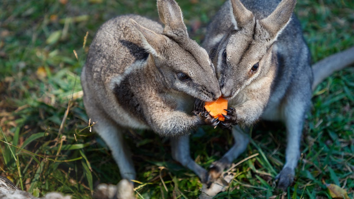 Two resident wallabies share a snack at Fleay's