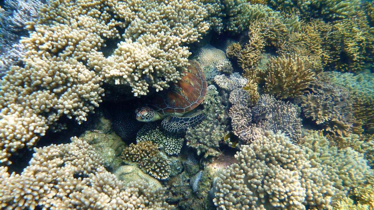 Spot the Turtle