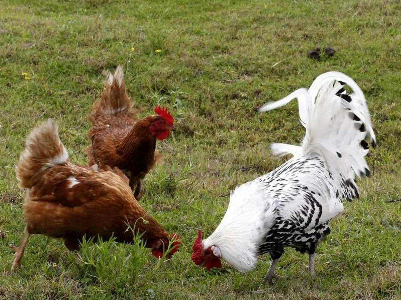 Image for Goulburn Poultry Fanciers' Society - Poultry Auction