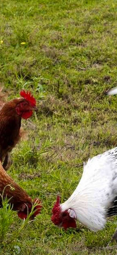 Hens pecking in the grass