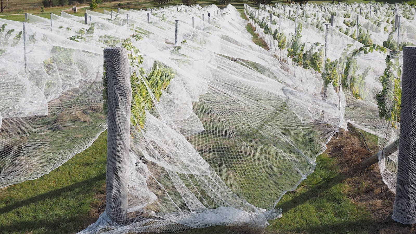 Savina Lane Premium Granite Belt Stanthorpe Wines