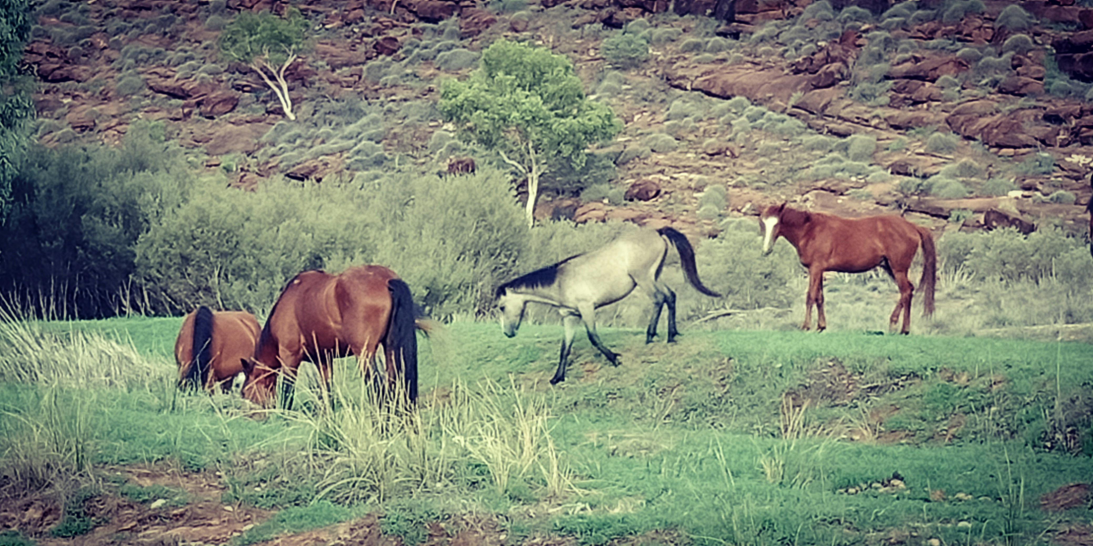 Brumbies near Finke Gorge National Park
