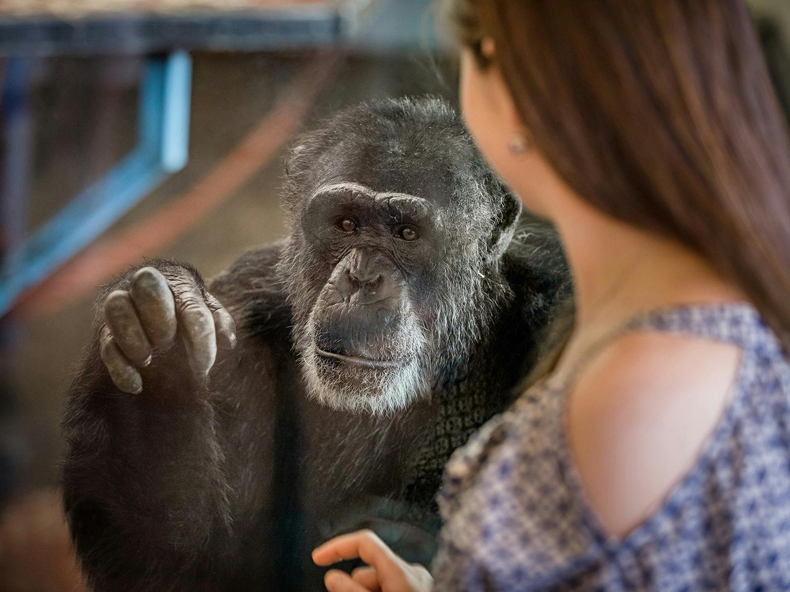 Meet the Chimp