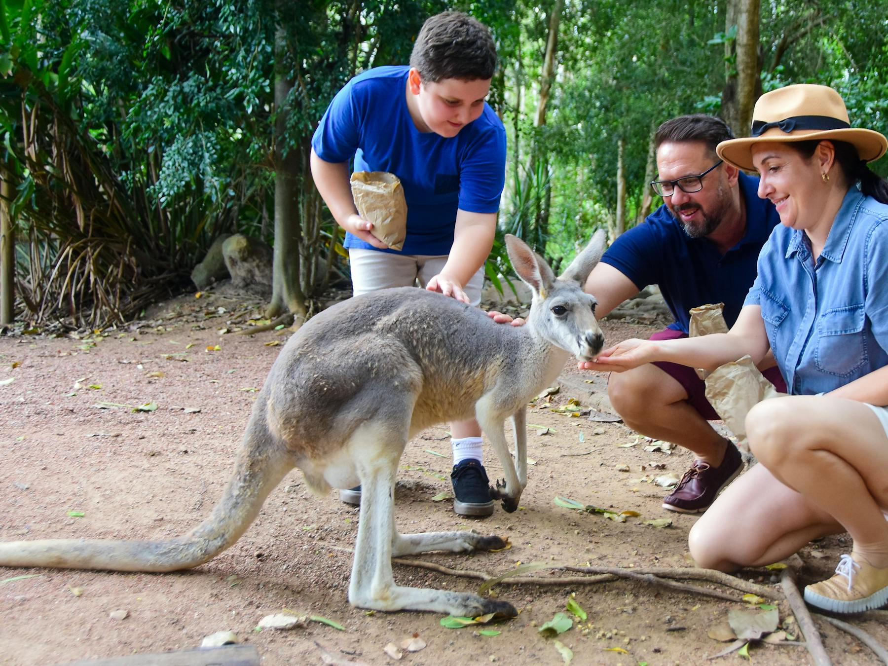 Red and grey kangaroos and pademelons in walk-through enclosures