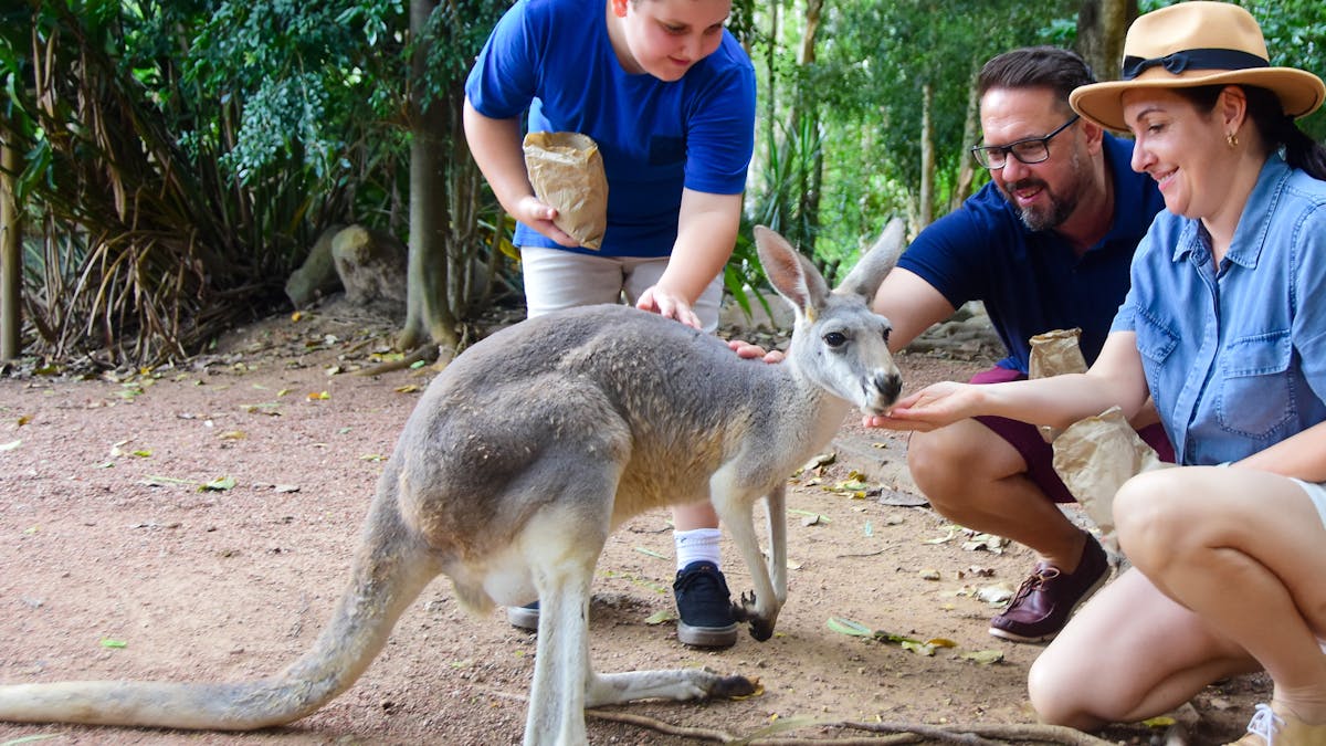 Red and grey kangaroos and pademelons in walk-through enclosures