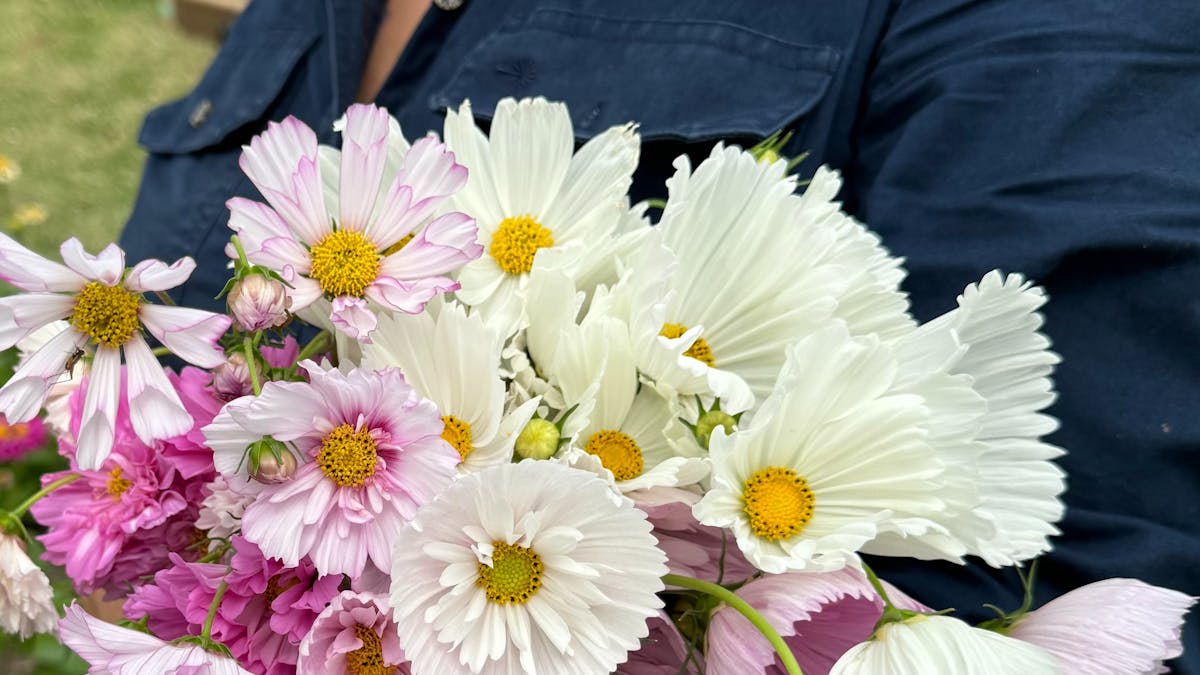 pick your own flowers, flower farm brisbane, dayboro, laceys creek, farm flowers, cottage flowers