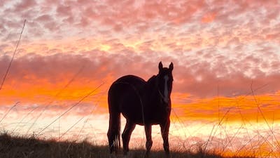 silhouette of horse with sunset background