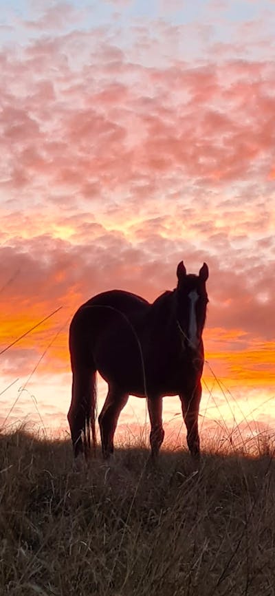 silhouette of horse with sunset background