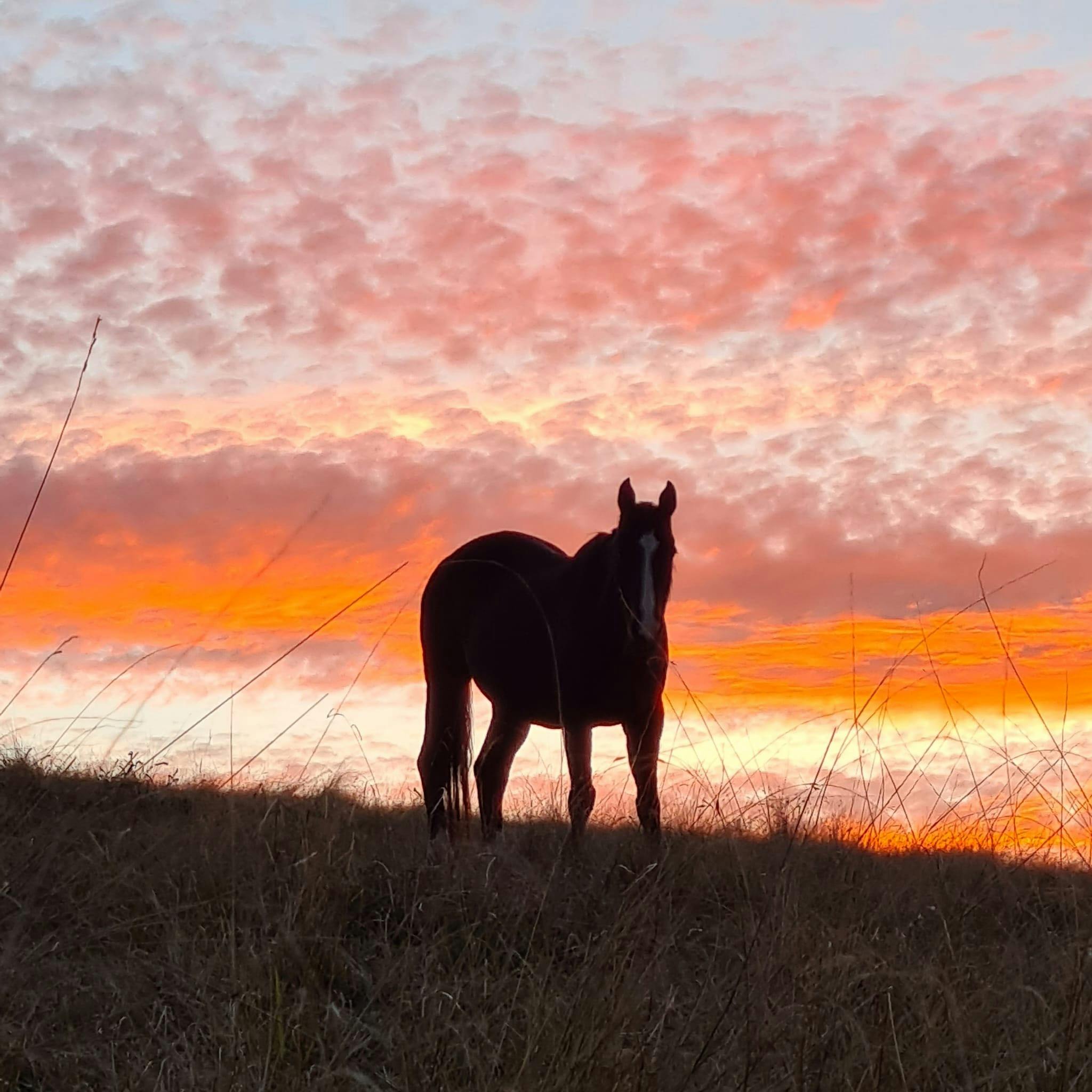 silhouette of horse with sunset background